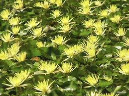 Image result for Nymphaea cf. mexicana