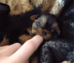 What A Ferocious Attack Cute Animals Baby Animals Cute Dogs