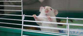 The Necropsynth Project Aims To Use 3d Printing To Replace Lab Animals 3d Printing 3d Printing Industry Animals