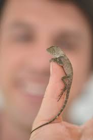 Profile for The Bizarre Pet Vets