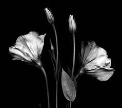 Are you searching for black and white png images or vector? Free Wallpapers Black And White Poto Butut
