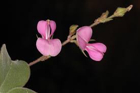 Image result for Pycnospora