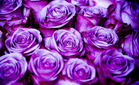 A lot of flowers rose. Holds A Lot Of Rain Rose Color Meanings Purple Roses Wallpaper Purple Roses