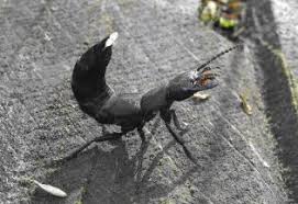 Females lay their eggs in the soil, and these hatch into carnivorous larvae. Devil S Coach Horse Beetle Alchetron The Free Social Encyclopedia