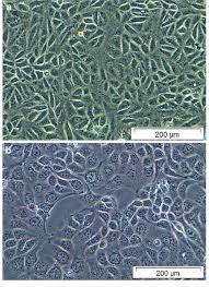 Vero cells are a lineage of cells used in cell cultures. Monolayered Vero Cell Culture A And Mdck Cell Culture B Download Scientific Diagram