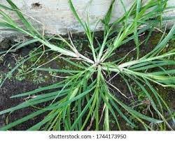 Image result for Eleusine