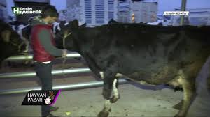 Balıkesir hayvan pazarı 11 kasım 2019 | hayvancılık, hayvan fiyatları pazartesi günleri saat 06.00 da kapılarını açmakta Hayvan Pazari Holstein Kasaplik Inek Fiyati Konya 2018 Youtube