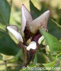Image result for Rothmannia longiflora