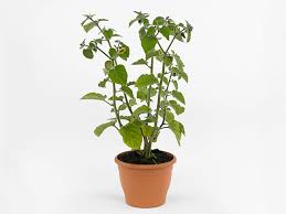 Image result for Physalis peruviana