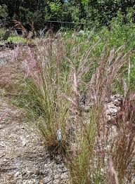 Image result for Aristida transvaalensis