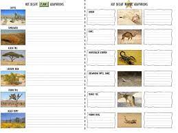Hot Desert Plant And Animal Adaptations Lesson And Worksheets Teaching Resources