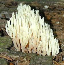 Oct 07, 2014 · not all mushrooms look like the portobellos and the shiitakes found in the grocery store. Clavicorona Pyxidata The Crown Tipped Coral Fungus Tom Volk S Fungus Of The Month For June 2001