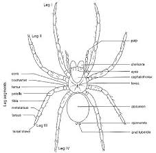 Tarantula Anatomy Spider Charlottes Web Charlottes Web Activities Spider