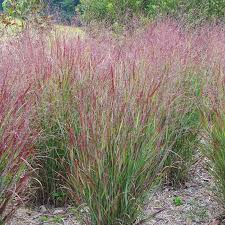 Image result for Panicum chionachne