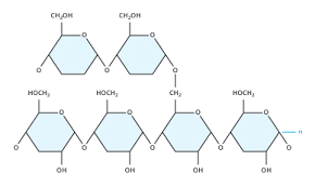 Carbohydrates Biology Visionlearning