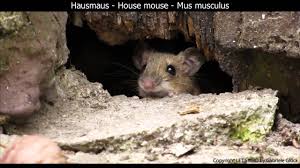 Lustige Waldmaus Wood Mouse Apodemus Sylvaticus 1080p Hd Youtube