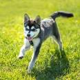 Klee Kai Puppies For Sale | Available in Phoenix & Tucson, AZ