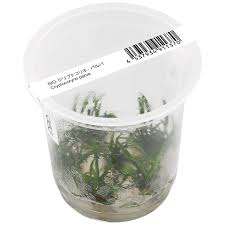 Дата начала 17 янв 2018. Cryptocoryne Parva Aquasabi Aquaristik Shop