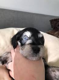 All ash beige 4 black 61 black & grey black & red black & silver 4 black & tan 81 black. Rhaegar Phantom Black And Silver Male Dk Schnauzers Llc Facebook