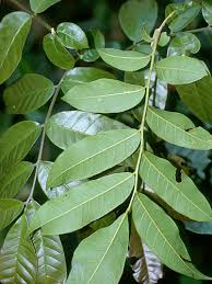 Image result for Trichilia