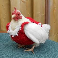 For all the ideas, check out our post now. 37 Chickens Ready For Fall With Their Little Knitted Outfits Bored Panda
