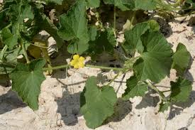 Image result for Cucumis engleri