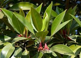 Image result for Bruguiera