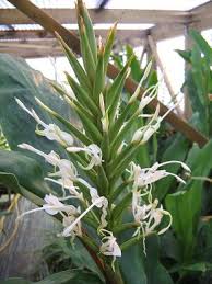 Image result for Chlorophytum stenopetalum