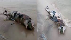Malaysians Shocked as Dead Dolphin Filled With Rubbish Washed Up on Shores  of Penang - WORLD OF BUZZ