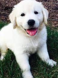 White Golden Retriever Puppies Iowa Tarqady