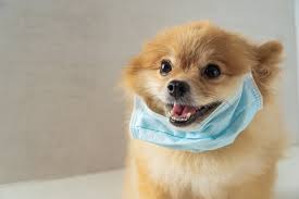 92 843 Best Animal Mask Images Stock Photos Vectors Adobe Stock Animals make the best faces and, of course, the internet is there are literally millions of quality funny animal memes online for you to check out.