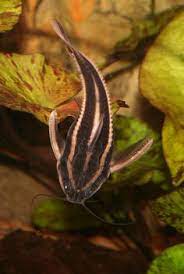 Complete your underwater canvas with an aqua culture assorted coral reef aquarium ornament. Michelle Abshire Laceymomma Profile Pinterest