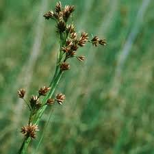 Image result for Cladium mariscus