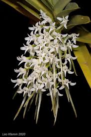 Image result for Cyrtorchis praetermissa