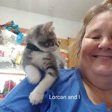 How to keep Bengal cats off kitchen counters?