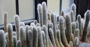 Today's #fnfpicks #plantoftheday is #silvertorchcactus (cleistocactus strausii) aka wooly torch #didyouknow its native habitat does not have winter, but. 11 Unusual Plants You Have Probably Never Seen In Your Life