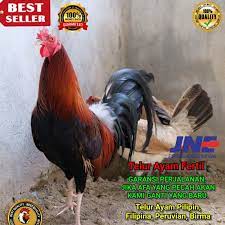 Dengan posisi bediri, maksimal 1080 butir telur ayam atau bebek bisa masuk kedalamnya. Telur Ayam Pilipin Philipin Sweater Red Bukan Telur Ayam Bangkok Kub Cemani Birma Pama Saigon Shopee Indonesia