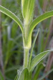 Image result for Lophiocarpus tenuissimus