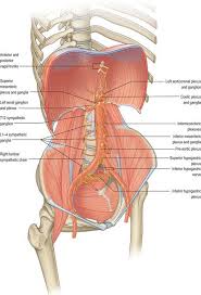 The pelvis is a symmetrical bony ring interposed between the vertebrae of the sacral spine and the lower limbs, which are articulated through complex joints, the hips. Abdomen And Pelvis Overview And Surface Anatomy Clinical Gate