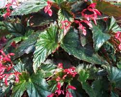 Begonia Ruby Tears Begonia Green Oval Flourescent Light
