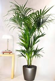Kentia Palm Medium Kentia Palm Large Indoor Plants Indoor Plant Pots