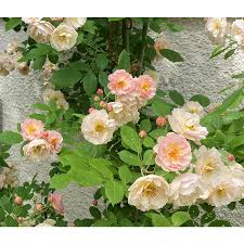 日陰に強いつるバラ苗 スイートココ 長尺大苗 毎年11月中旬から翌年05月までお届けの苗 : Herb&RoseYahoo店 - 通販 -  Yahoo!ショッピング
