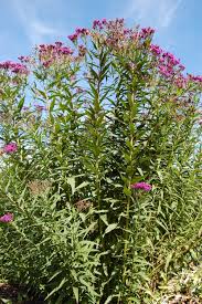 Image result for Vernonia undulata
