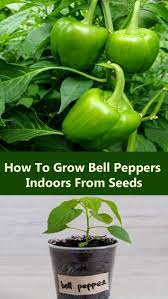Temperature is very important for bell peppers. How To Grow Bell Peppers Indoors From Seeds Stuffed Peppers Growing Bell Peppers Stuffed Bell Peppers