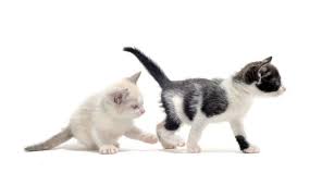 Foster or adopter needed for rambo senior male maine coon/norwegian forrest cat medium/long hair tabby mix. How To Choose A New Cat Or Kitten What Gender Is Better For Cats