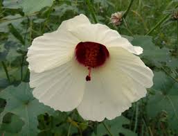 Image result for Hibiscus physaloides