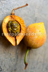 Image result for Caloncoba