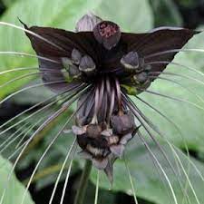 Serendipity Black Plants Bat Plant Plants Rare Flowers