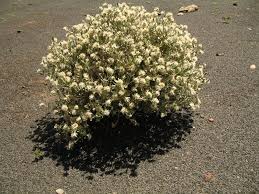 Image result for Leucosphaera bainesii