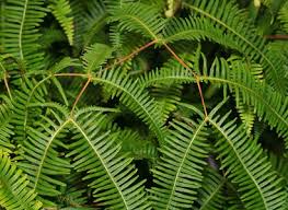 Image result for Dicranopteris elegantula